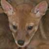 coyote babies